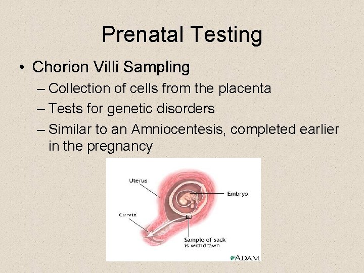 Prenatal Testing • Chorion Villi Sampling – Collection of cells from the placenta –