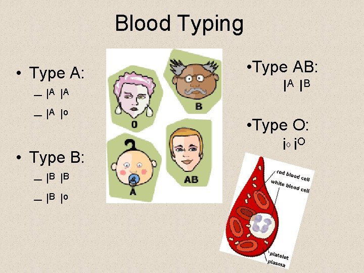 Blood Typing • Type A: – IA I A – IA I o •