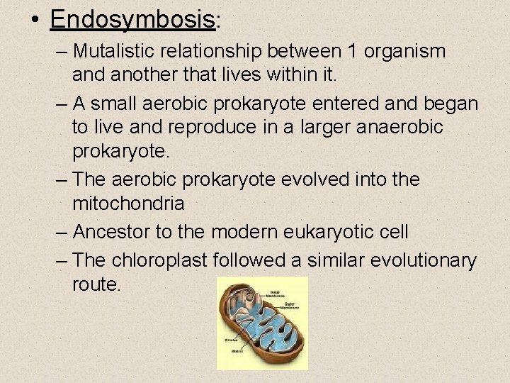  • Endosymbosis: – Mutalistic relationship between 1 organism and another that lives within