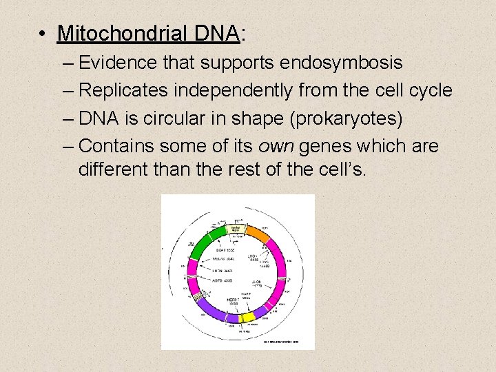  • Mitochondrial DNA: – Evidence that supports endosymbosis – Replicates independently from the