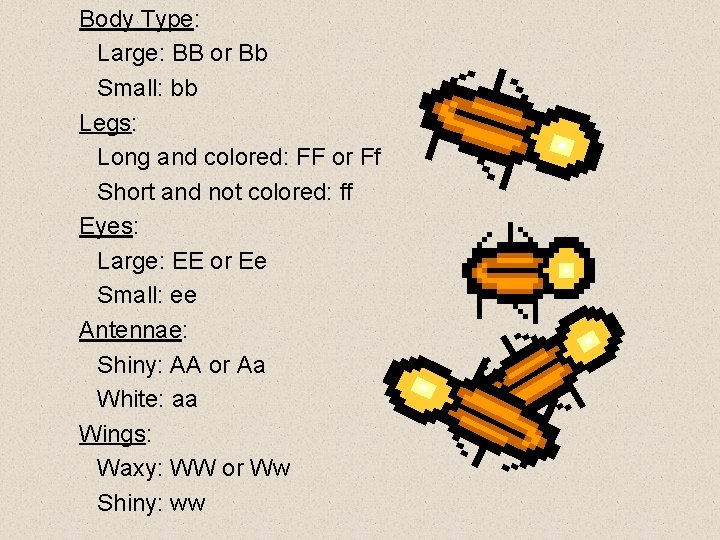 Body Type: Large: BB or Bb Small: bb Legs: Long and colored: FF or