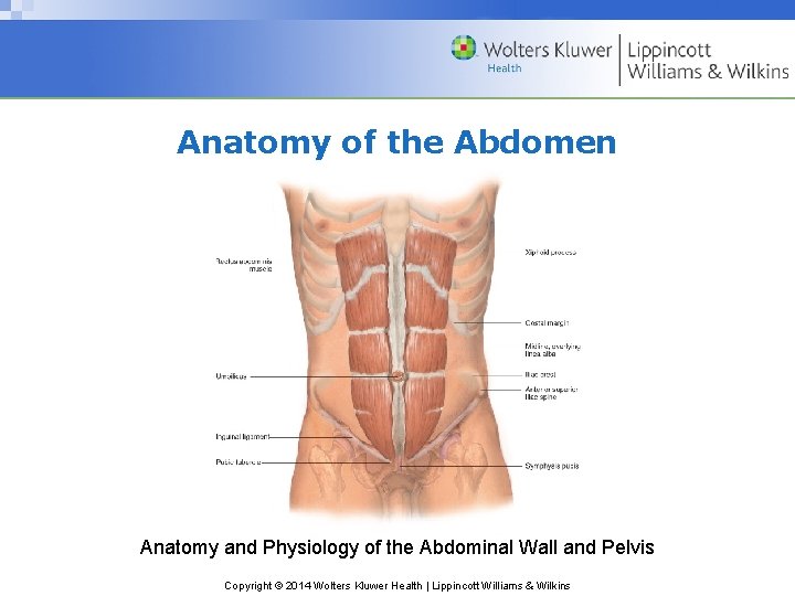 Anatomy of the Abdomen Anatomy and Physiology of the Abdominal Wall and Pelvis Copyright