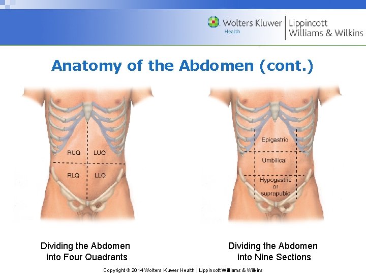 Anatomy of the Abdomen (cont. ) Dividing the Abdomen into Four Quadrants Dividing the