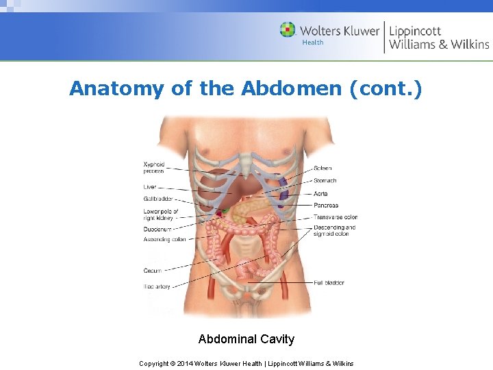 Anatomy of the Abdomen (cont. ) Abdominal Cavity Copyright © 2014 Wolters Kluwer Health