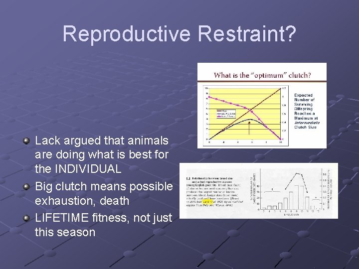 Reproductive Restraint? Lack argued that animals are doing what is best for the INDIVIDUAL