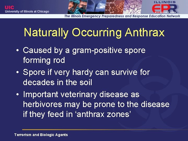 Naturally Occurring Anthrax • Caused by a gram-positive spore forming rod • Spore if