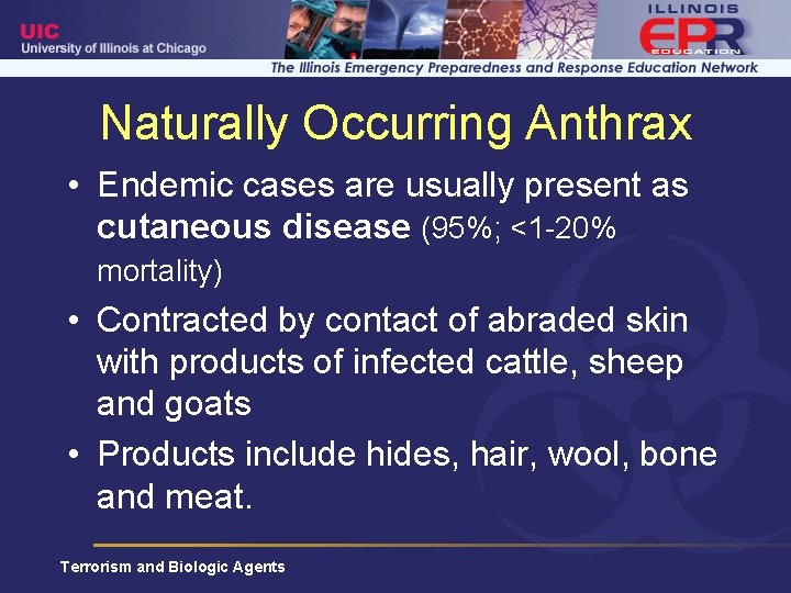 Naturally Occurring Anthrax • Endemic cases are usually present as cutaneous disease (95%; <1