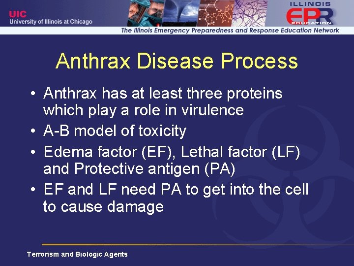 Anthrax Disease Process • Anthrax has at least three proteins which play a role