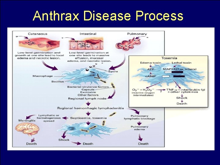 Anthrax Disease Process 