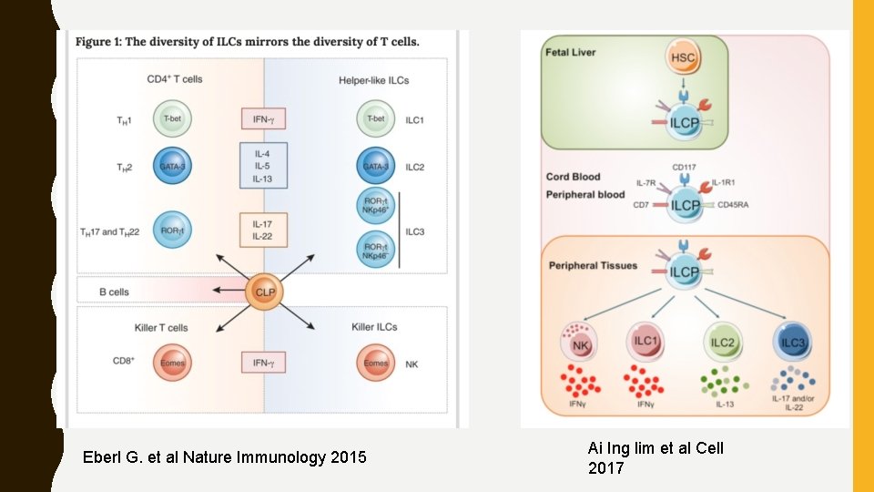 OLOGY Eberl G. et al Nature Immunology 2015 Ai Ing lim et al Cell