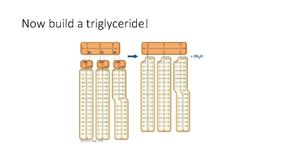 Now build a triglyceride! 