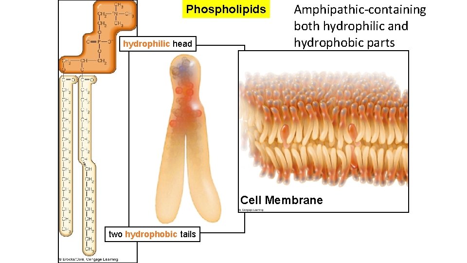 Phospholipids hydrophilic head Amphipathic-containing both hydrophilic and hydrophobic parts Cell Membrane two hydrophobic tails
