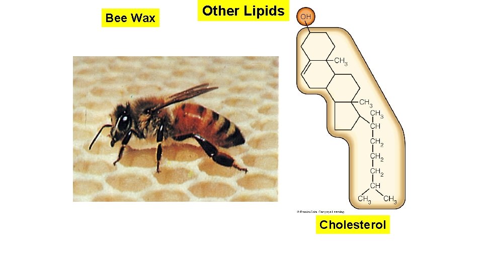 Bee Wax Other Lipids Cholesterol 