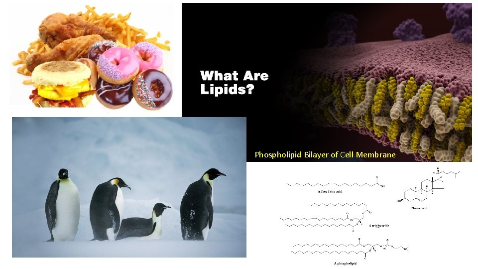 Phospholipid Bilayer of Cell Membrane 