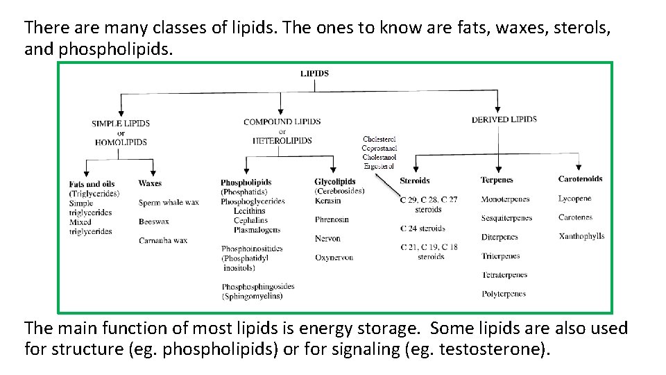 There are many classes of lipids. The ones to know are fats, waxes, sterols,