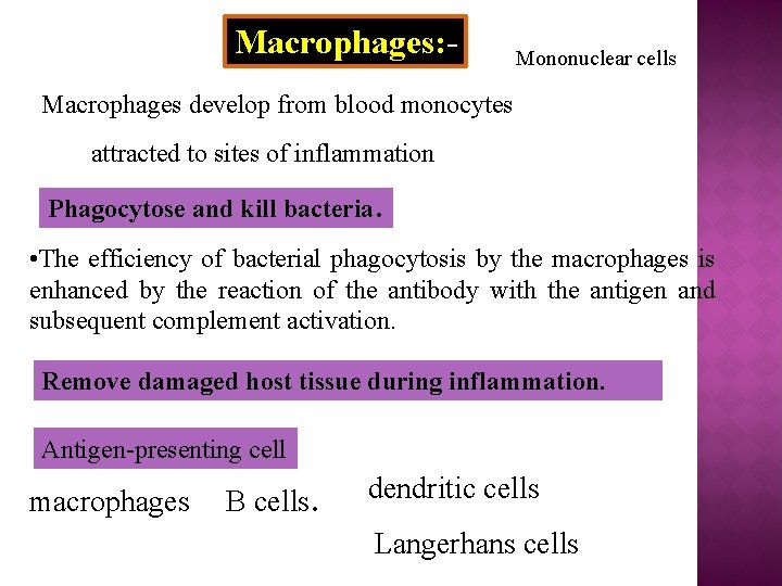 Macrophages: - Mononuclear cells Macrophages develop from blood monocytes attracted to sites of inflammation