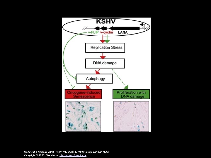 Cell Host & Microbe 2012 11167 -180 DOI: (10. 1016/j. chom. 2012. 01. 005)