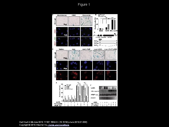 Figure 1 Cell Host & Microbe 2012 11167 -180 DOI: (10. 1016/j. chom. 2012.