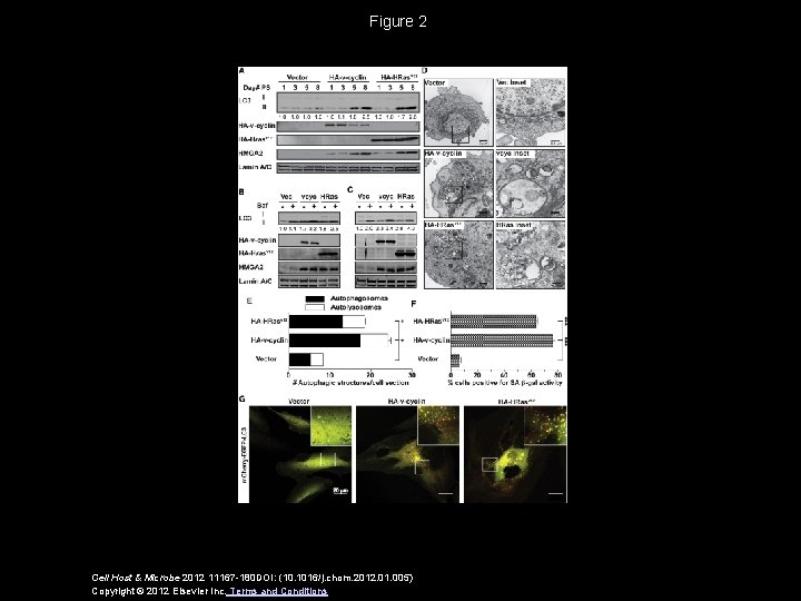 Figure 2 Cell Host & Microbe 2012 11167 -180 DOI: (10. 1016/j. chom. 2012.