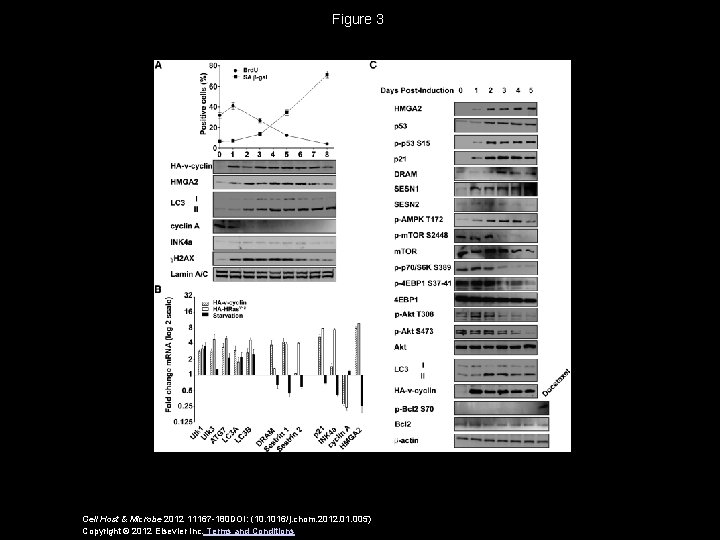 Figure 3 Cell Host & Microbe 2012 11167 -180 DOI: (10. 1016/j. chom. 2012.