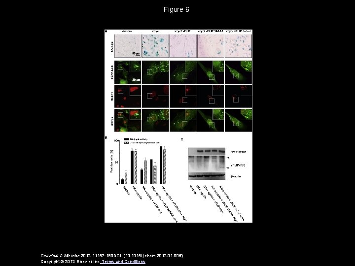 Figure 6 Cell Host & Microbe 2012 11167 -180 DOI: (10. 1016/j. chom. 2012.