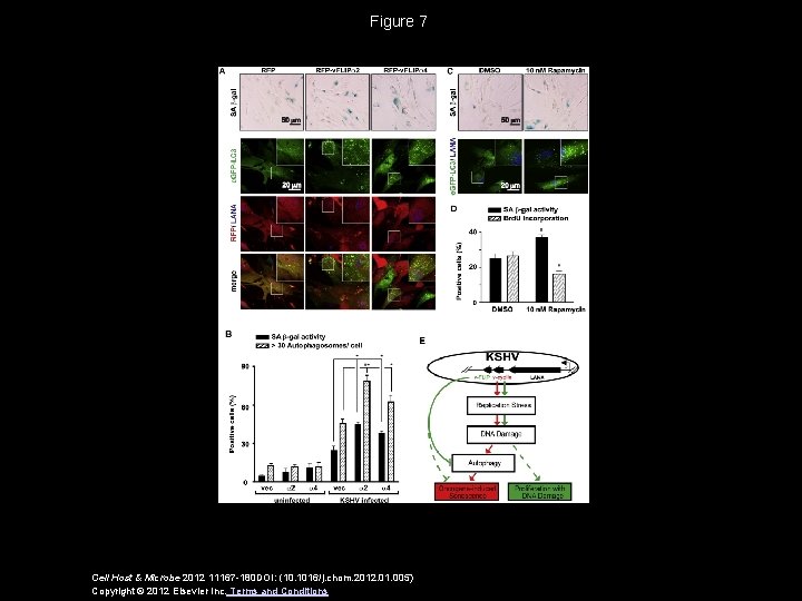 Figure 7 Cell Host & Microbe 2012 11167 -180 DOI: (10. 1016/j. chom. 2012.