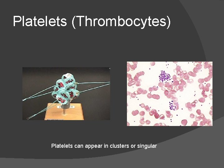 Platelets (Thrombocytes) Platelets can appear in clusters or singular 