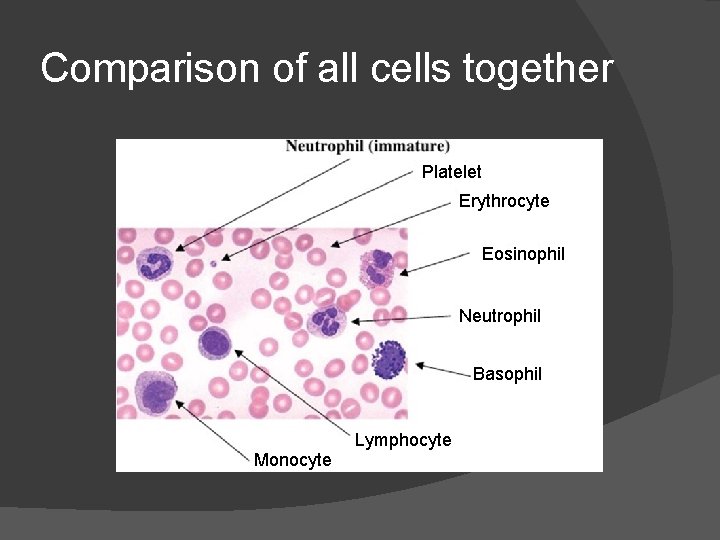 Comparison of all cells together Platelet Erythrocyte Eosinophil Neutrophil Basophil Lymphocyte Monocyte 