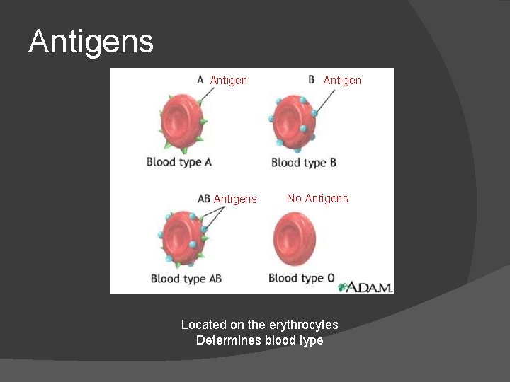 Antigens Antigen No Antigens Located on the erythrocytes Determines blood type Antigens Antigen No Antigens Located on the erythrocytes Determines blood type