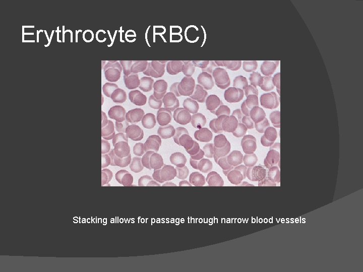 Erythrocyte (RBC) Stacking allows for passage through narrow blood vessels 
