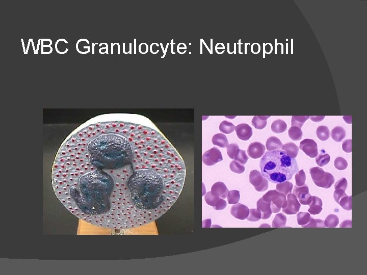 WBC Granulocyte: Neutrophil 