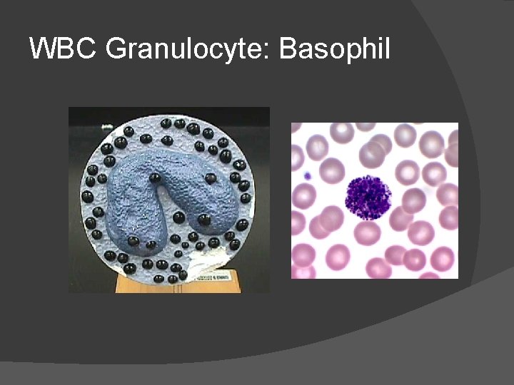 WBC Granulocyte: Basophil WBC Granulocyte: Basophil