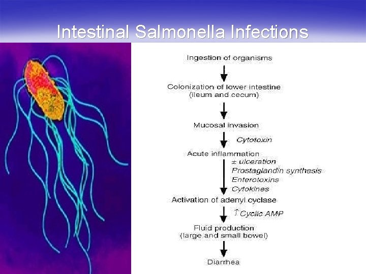 Intestinal Salmonella Infections 