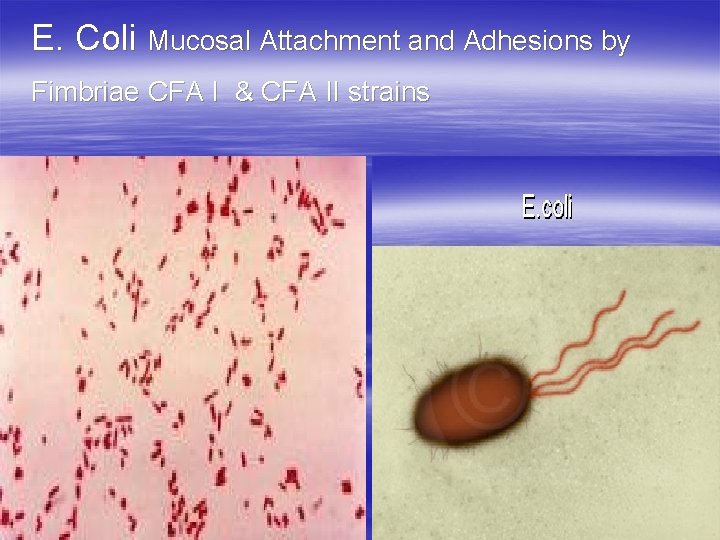 E. Coli Mucosal Attachment and Adhesions by Fimbriae CFA I & CFA II strains