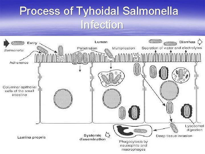 Process of Tyhoidal Salmonella Infection 