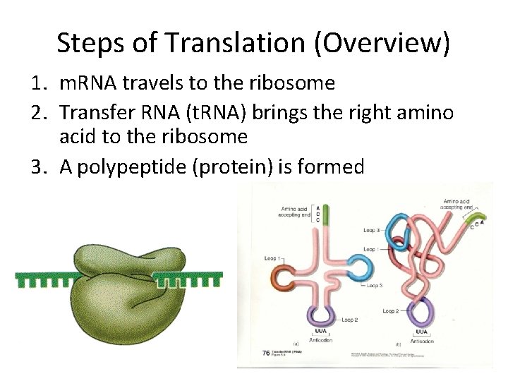 Steps of Translation (Overview) 1. m. RNA travels to the ribosome 2. Transfer RNA