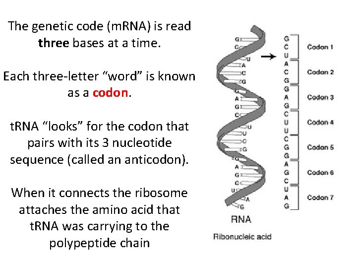 The genetic code (m. RNA) is read three bases at a time. Each three-letter