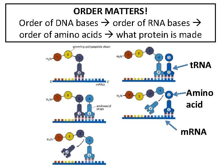 ORDER MATTERS! Order of DNA bases order of RNA bases order of amino acids