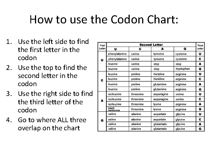 How to use the Codon Chart: 1. Use the left side to find the