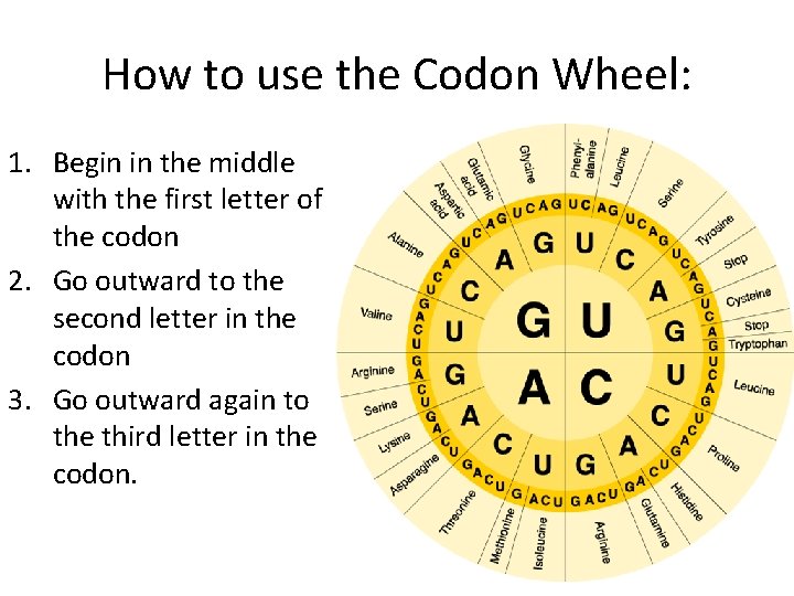 How to use the Codon Wheel: 1. Begin in the middle with the first