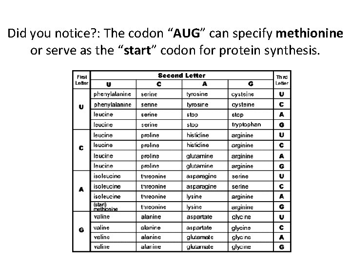 Did you notice? : The codon “AUG” can specify methionine or serve as the