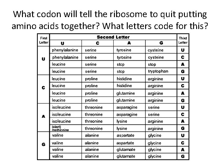 What codon will tell the ribosome to quit putting amino acids together? What letters