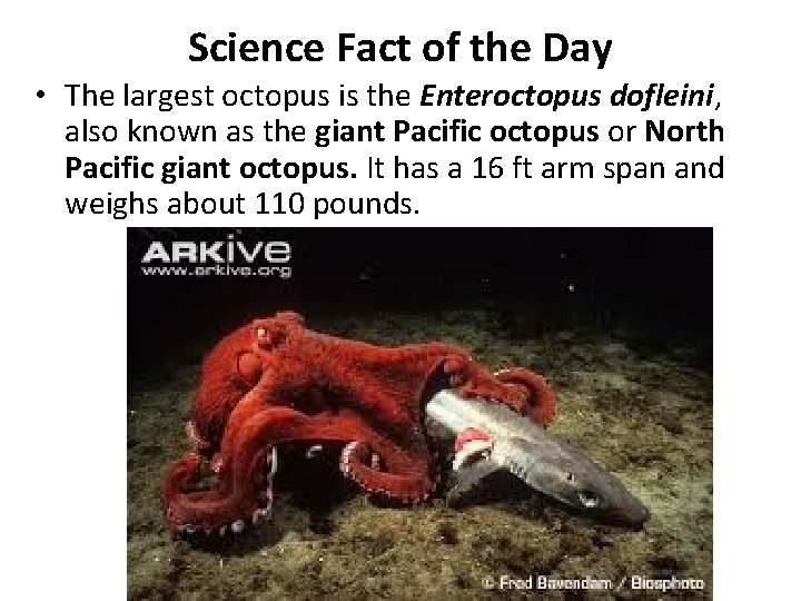 Science Fact of the Day • The largest octopus is the Enteroctopus dofleini, also