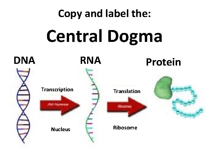 Copy and label the: Central Dogma DNA RNA Transcription Nucleus Protein Translation Ribosome 