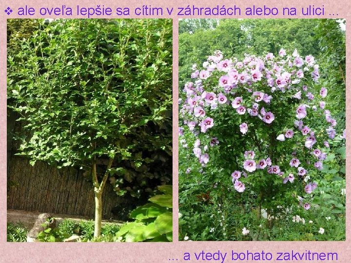 v ale oveľa lepšie sa cítim v záhradách alebo na ulici. . . a