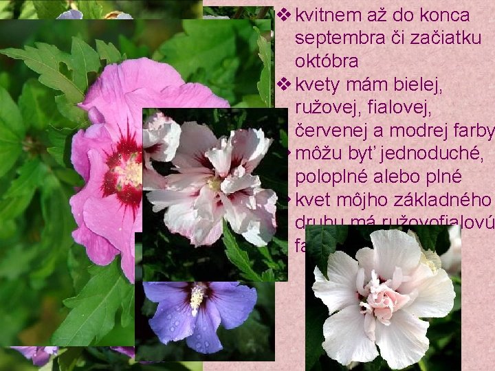 v kvitnem až do konca septembra či začiatku októbra v kvety mám bielej, ružovej,