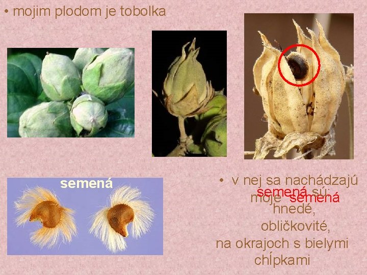  • mojim plodom je tobolka semená • v nej sa nachádzajú semená sú: