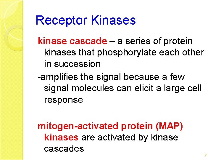 Receptor Kinases kinase cascade – a series of protein kinases that phosphorylate each other