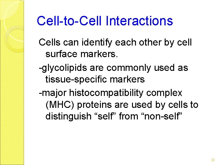 Cell-to-Cell Interactions Cells can identify each other by cell surface markers. -glycolipids are commonly