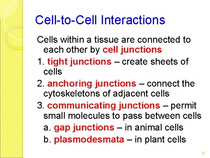 Cell-to-Cell Interactions Cells within a tissue are connected to each other by cell junctions